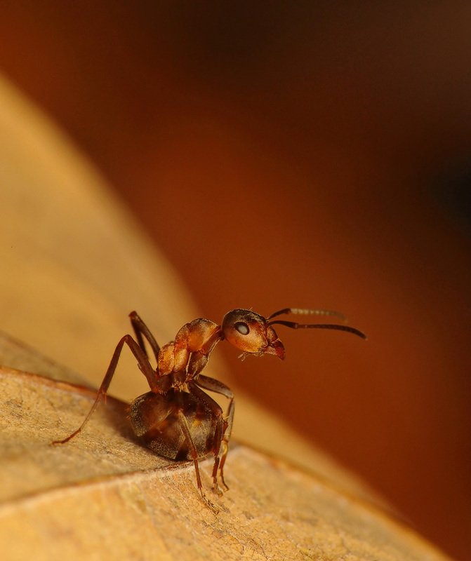 macro, ants, insects Red Wood Ant фото превью