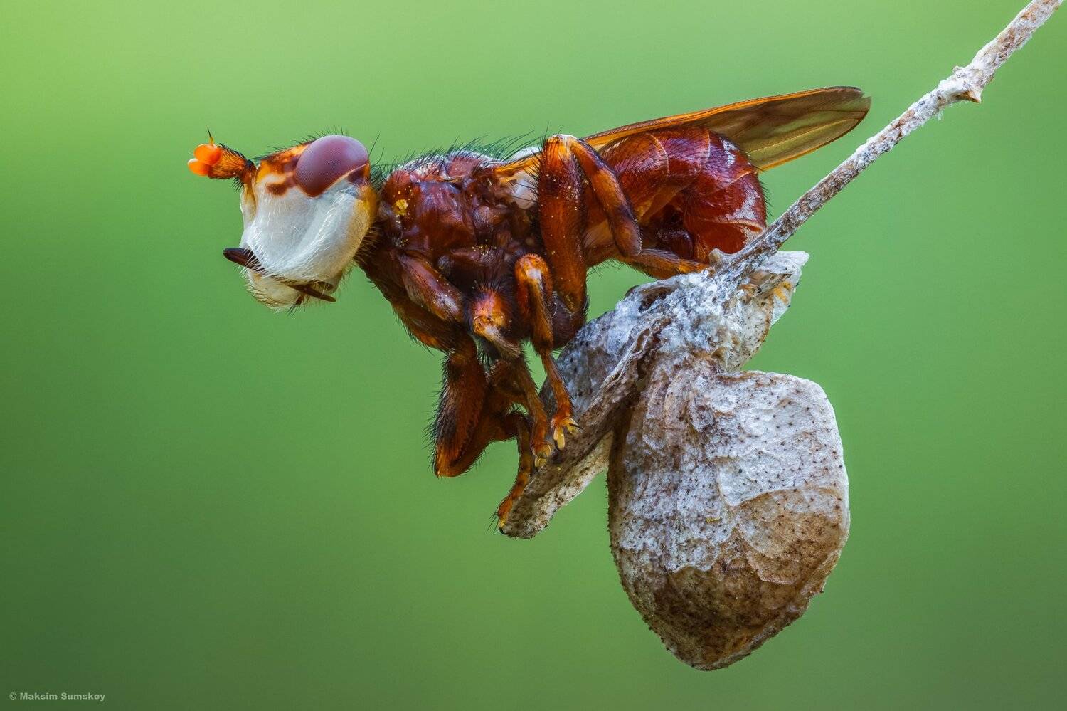 макро,стекинг,вега-11у, Максим Сумской