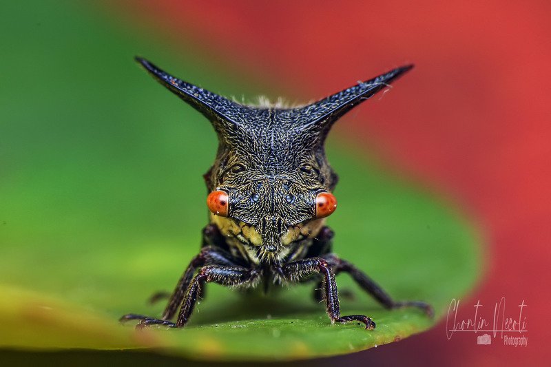 Potrait of Tree hopper фото превью