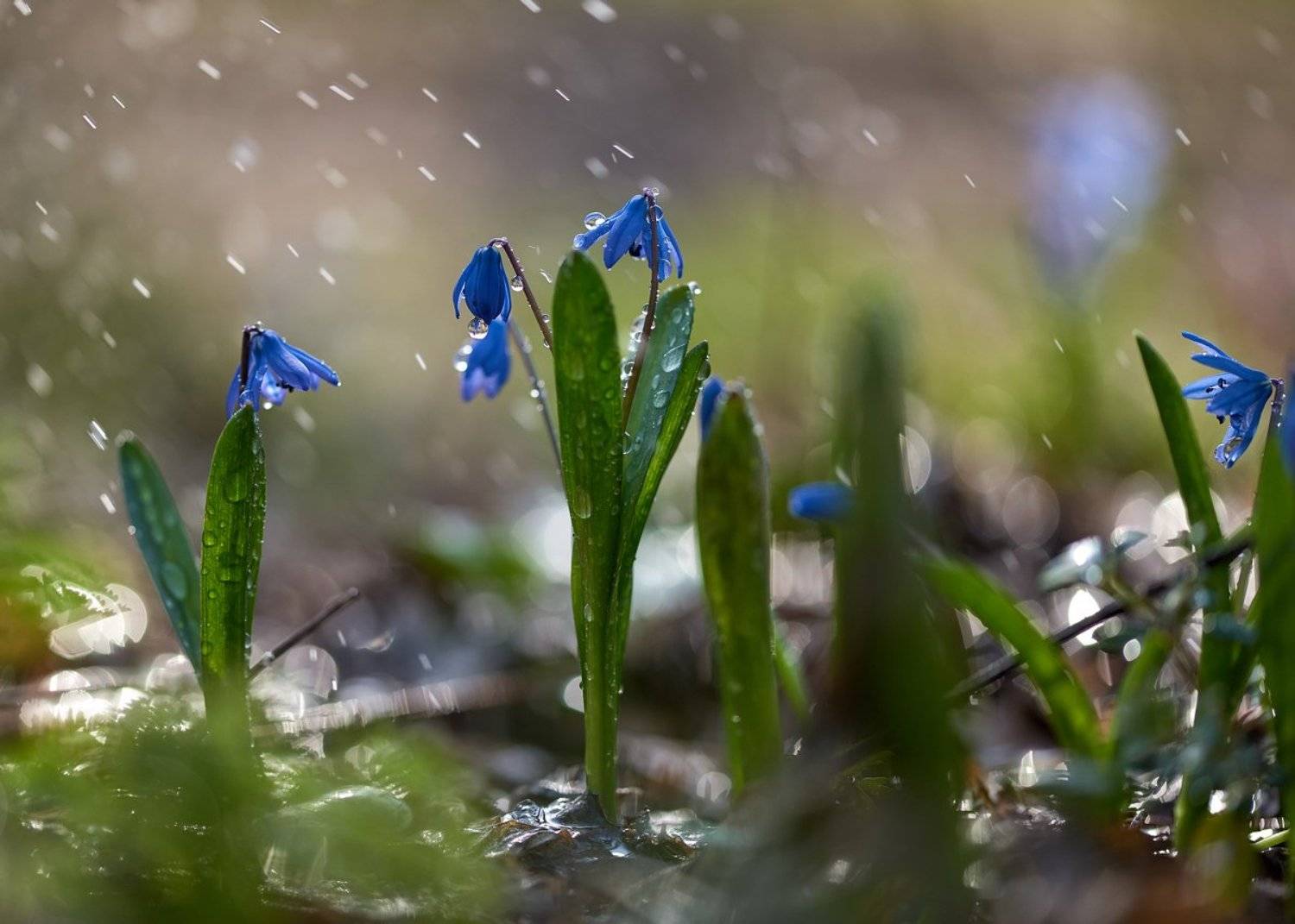 macro, nikon, nature,sigma, цветы, макро, боке, Анна Дегтярёва
