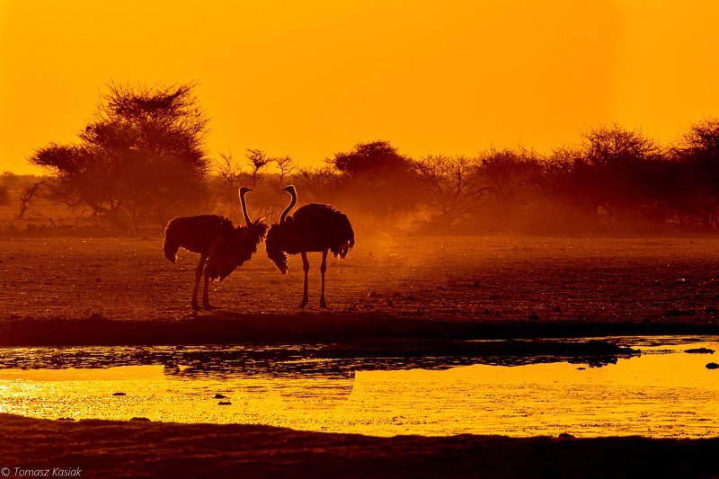 Ostrich фото превью