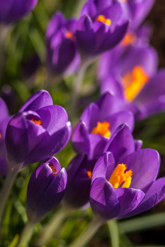 весна, крокусы, цветы Весна пришла.. фото превью