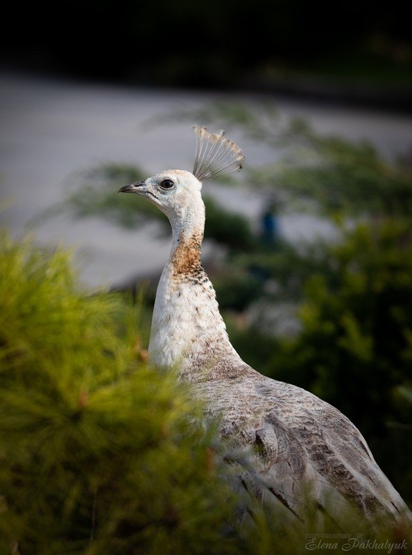 птицы,природа,белый павлин,павлин,бердвочинг,россия,украина,фототур,животные Белый павлин фото превью