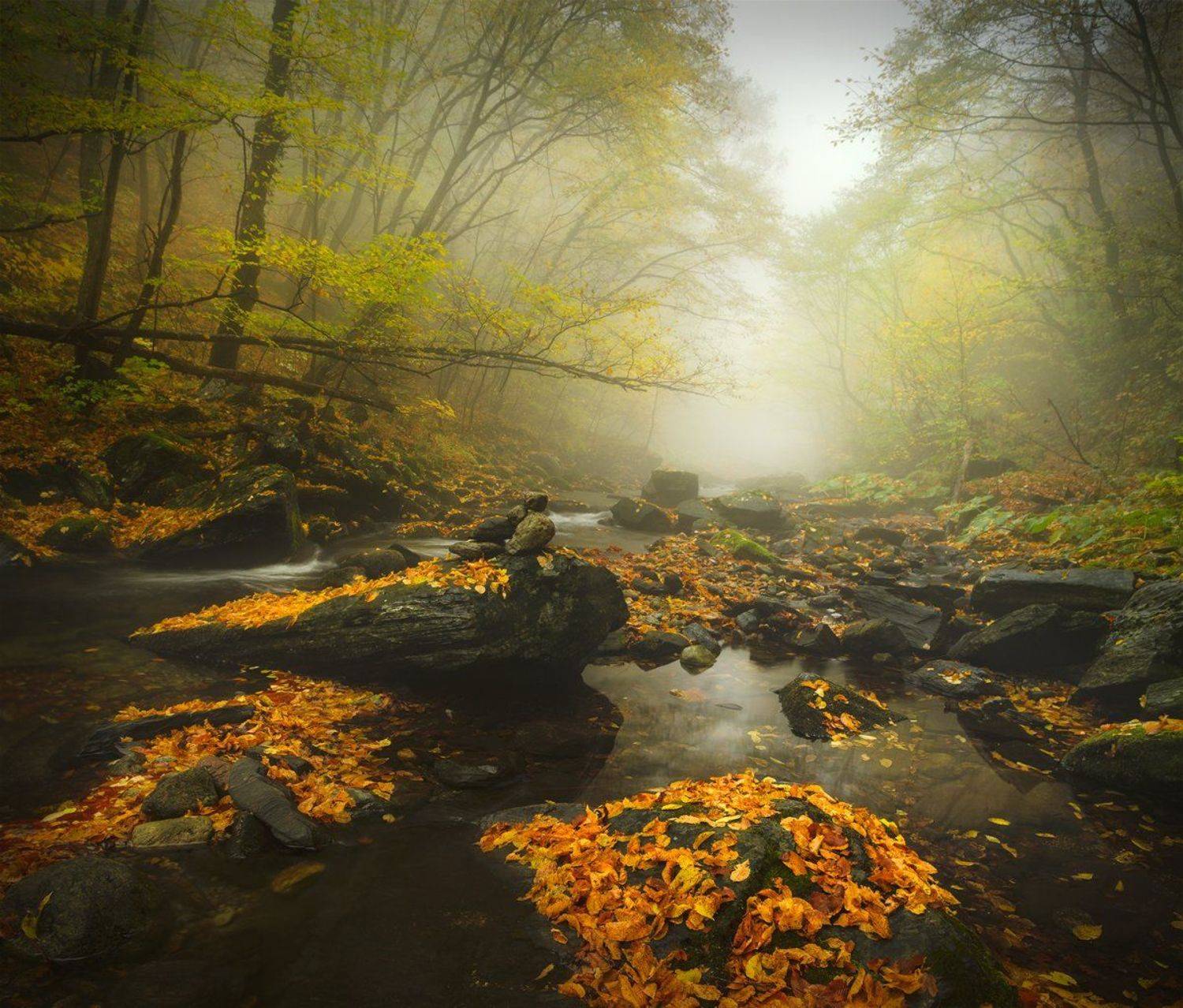 landscape nature scenery forest wood  autumn mist misty fog foggy river mountain staraplanina bulgaria туман лес, Александър Александров
