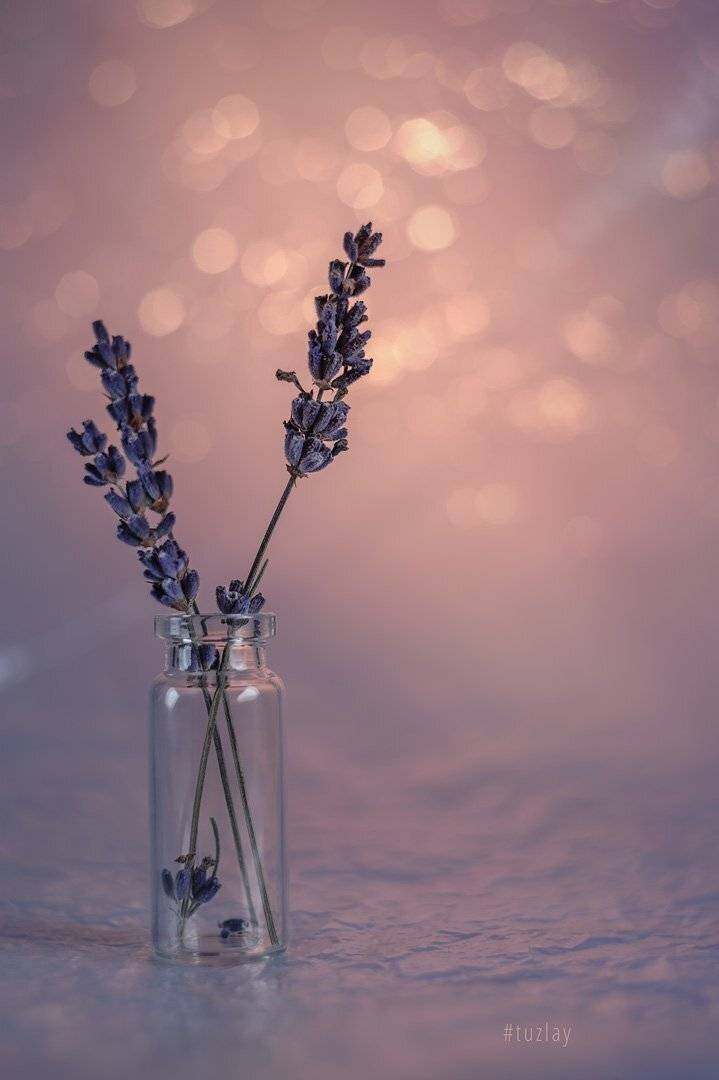 лаванда, боке, гелиос 44, Владимир Тузлай