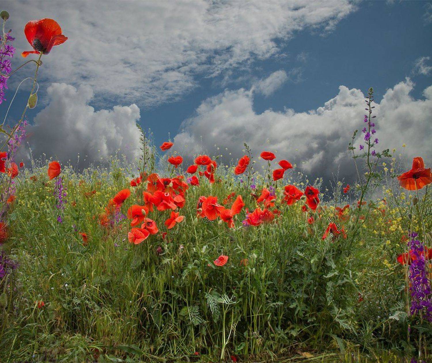 , Борис Костарев