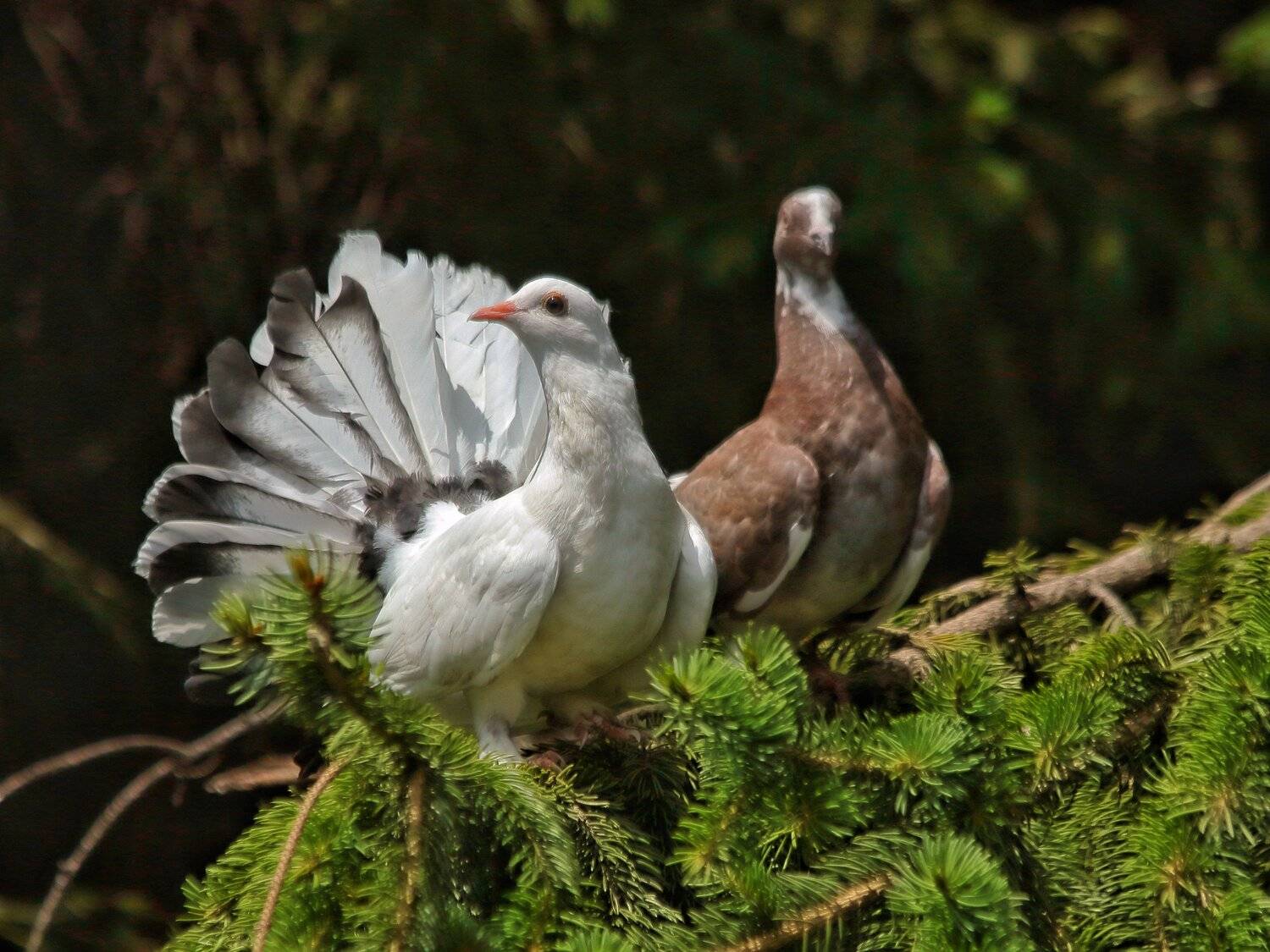 , Георги Славов
