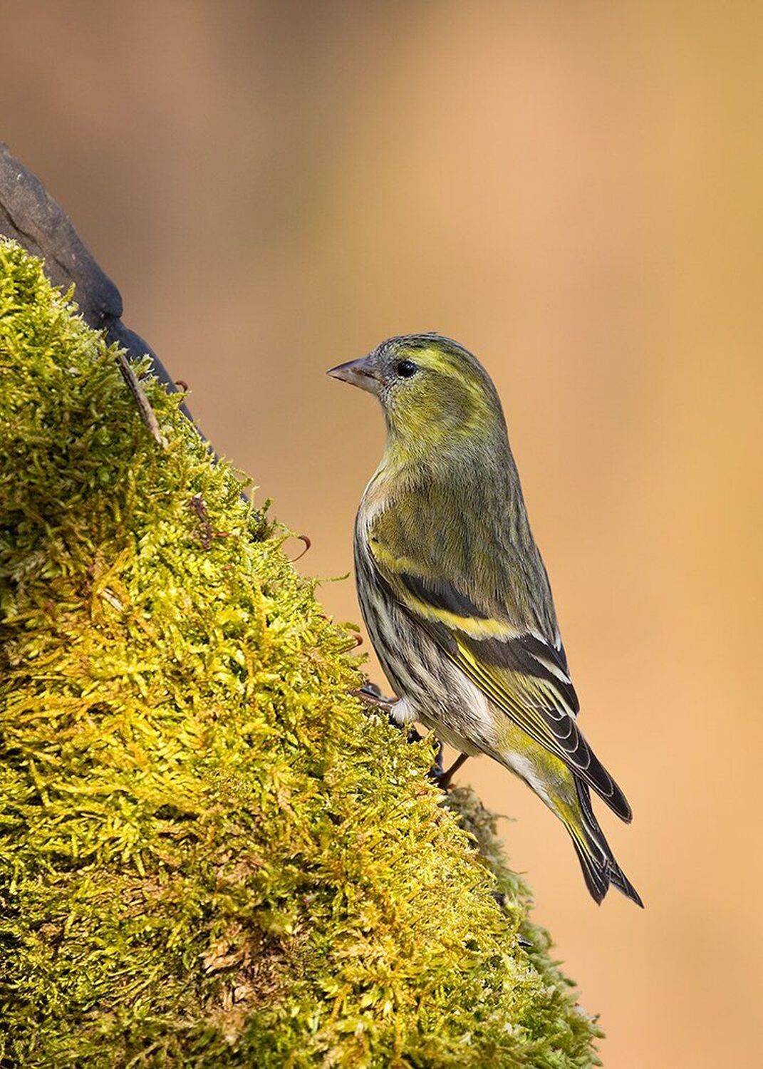 Eurasian Siskin. Автор: Robert Adamec , Robert Adamec