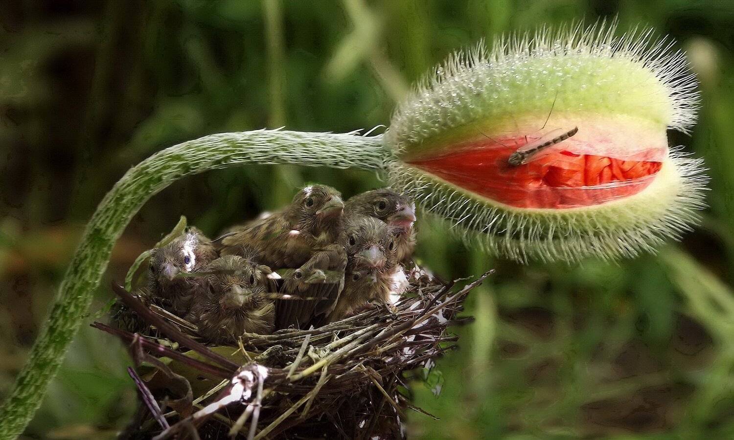 одесса, Сергей Кошелев
