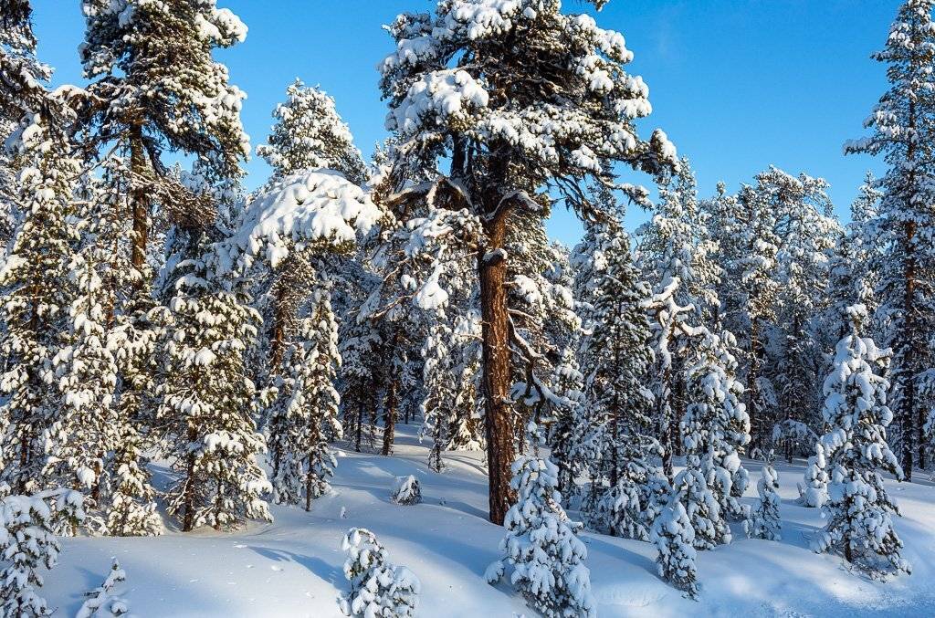 В Берендеевом царствею Кольский полуостров. Автор: Alfia Safuanova , Alfia Safuanova