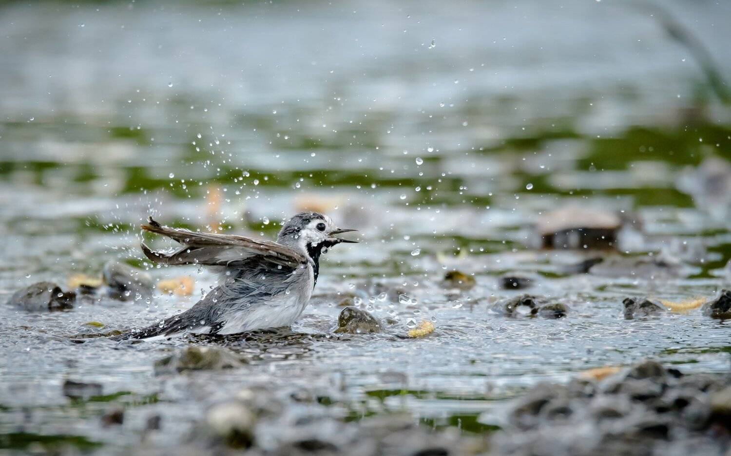 Москва река, белая трясогузка, трясогузка, дикая природа, Москва река, Motacilla alba, чёрно-белая птица, вода, рывок, весна, пасмурная погода,брызги, купание птиц, Ксения Соварцева
