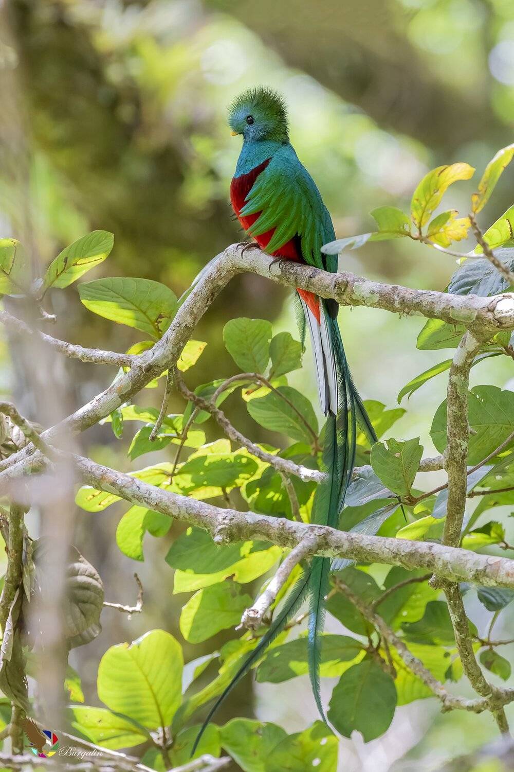 , Fernando Burgalin Sequeira