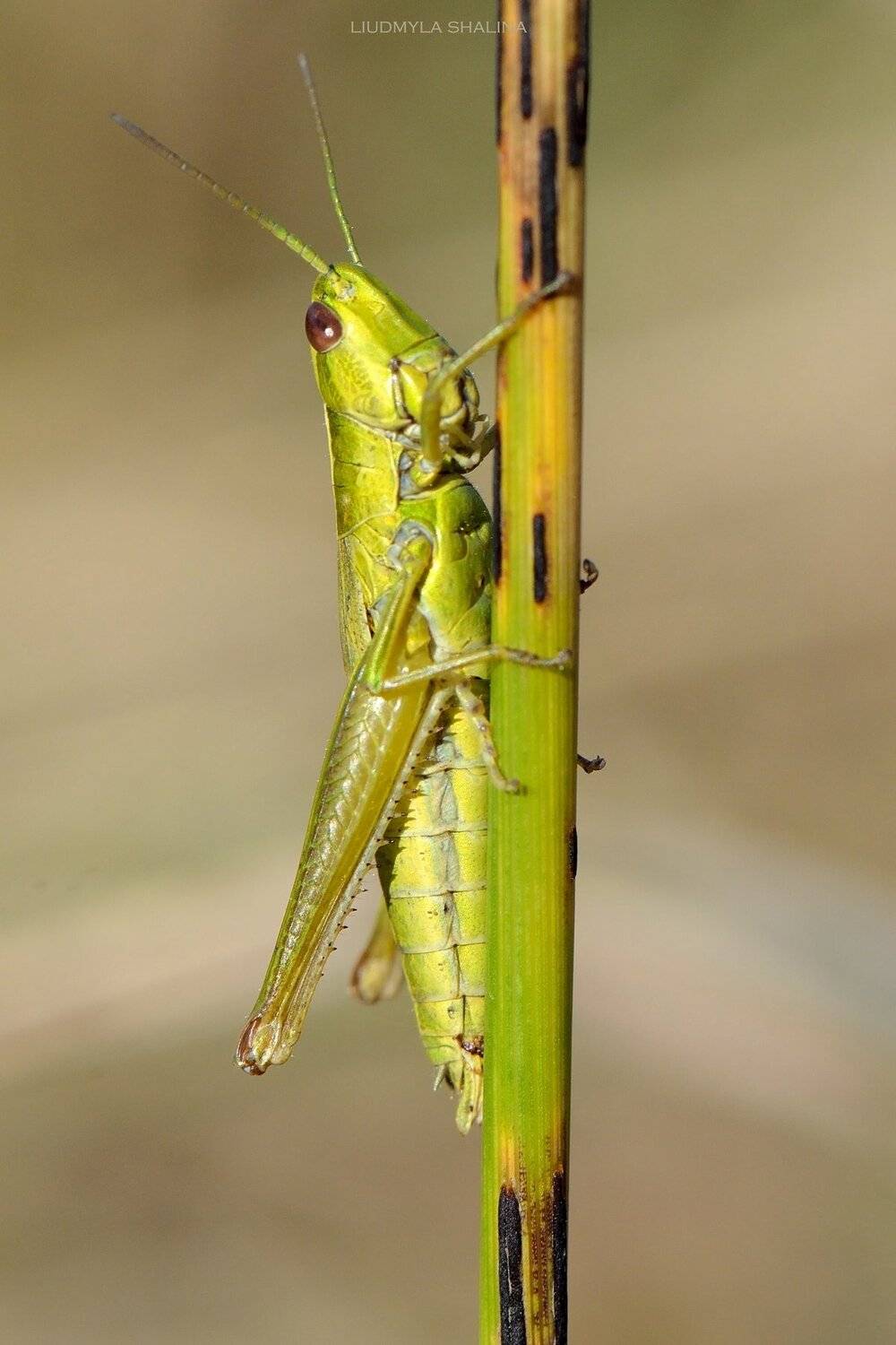 , Людмила Шалина