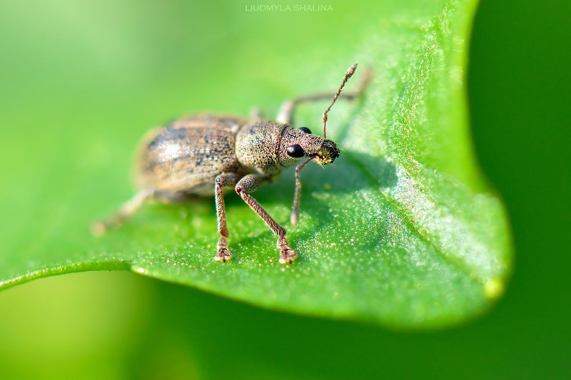 Долгоносик фото превью