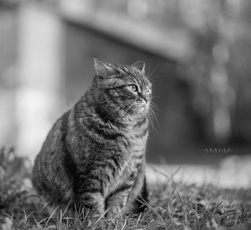 arksaf safark arks #arksaf *** фото превью