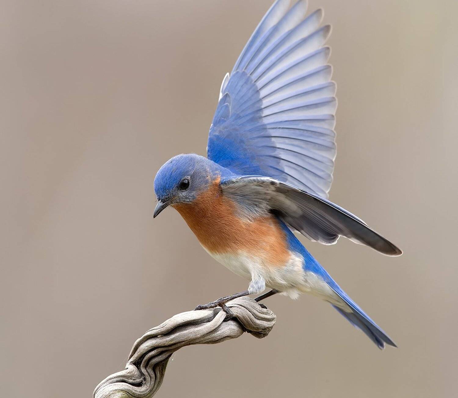 восточная сиалия, eastern bluebird,bluebird, Elizabeth Etkind