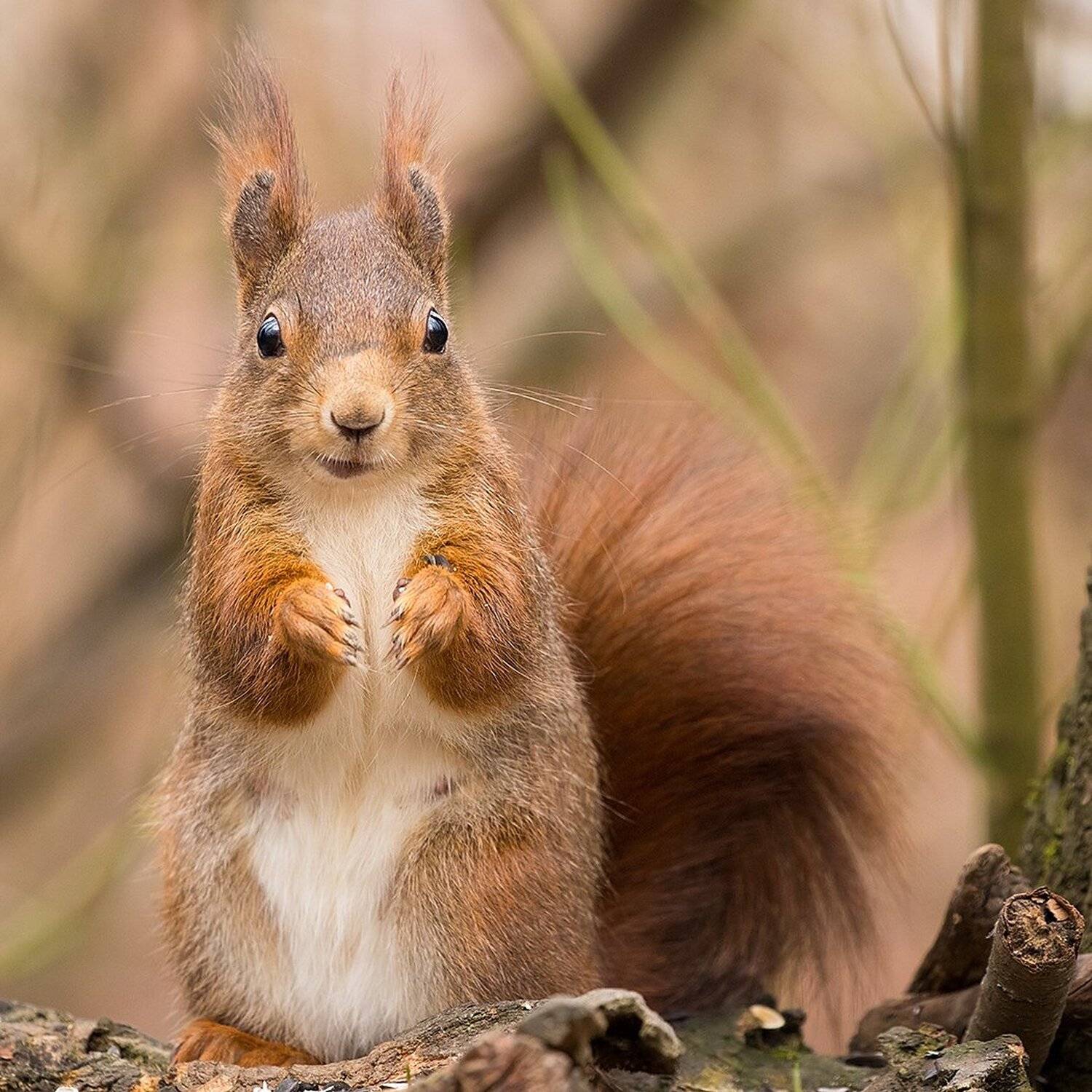 , Robert Adamec