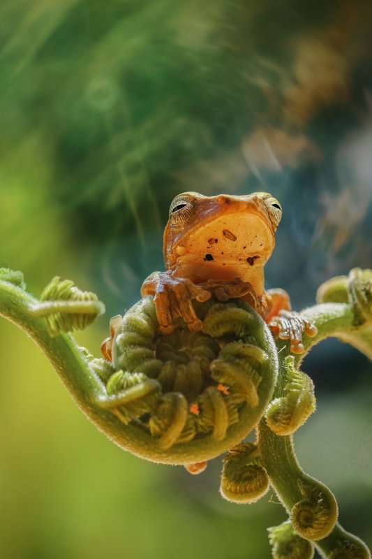 flog, objects, frog, macro, nature, green, tropical Jump Frog фото превью