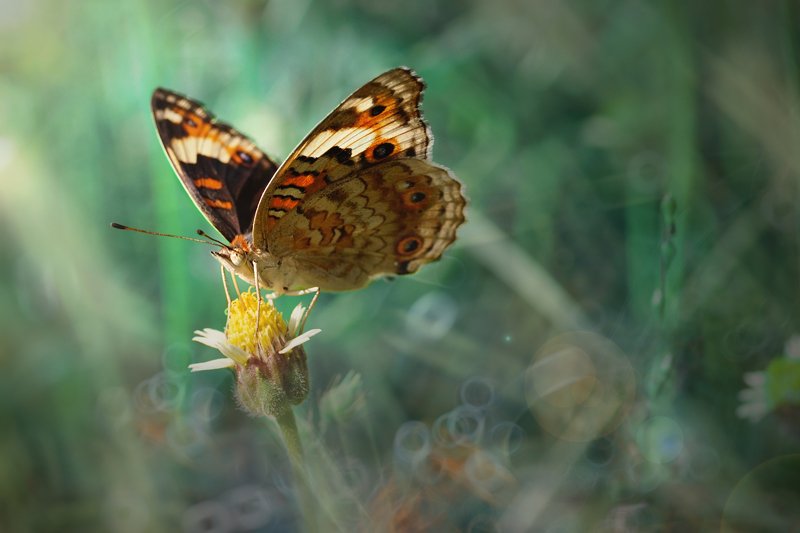 flower, objects, butterfly, macro, nature, green, tropical Butterfly on flower фото превью