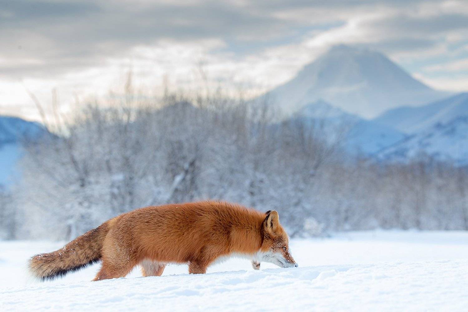 камчатка, вулкан, природа, путешествие, фототур, пейзаж, лиса, животные, Денис Будьков