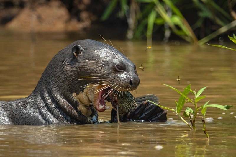 выдра ОБЕД ВЫДРЫ фото превью