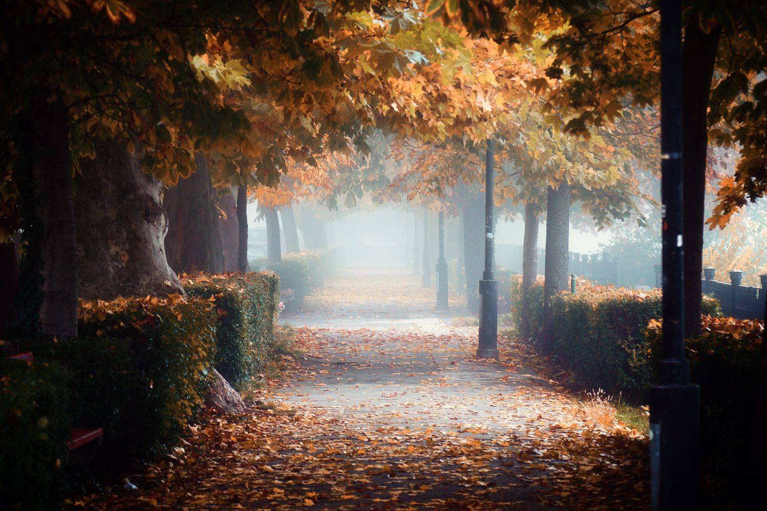 park, autumn, colors, photography, vac, hungary, walk, urban, citylife, city, fog, foggy,, Adrian Eperjessy