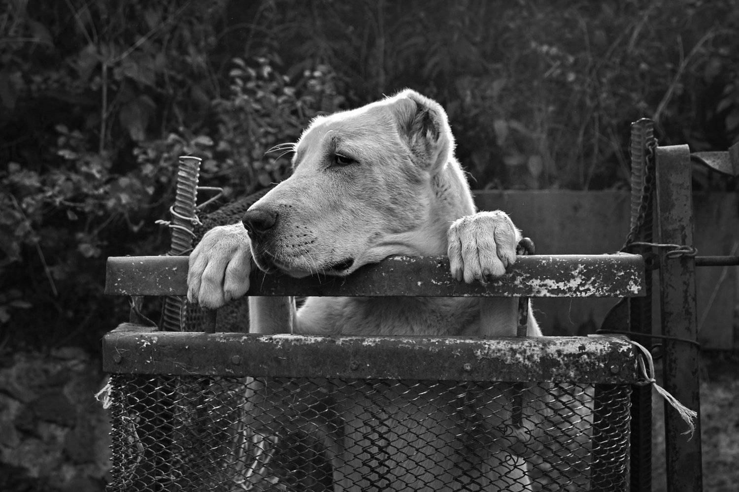 Животные, Гагик Мхитарян