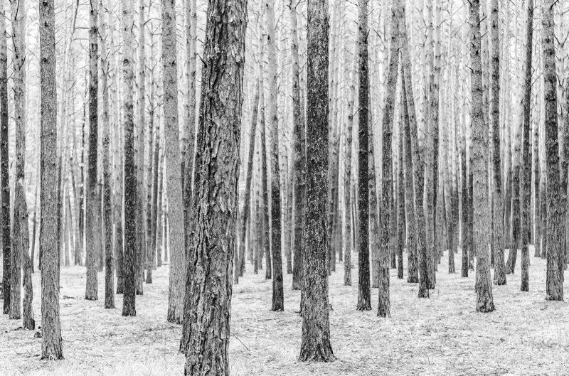 В сосновом бору фото превью