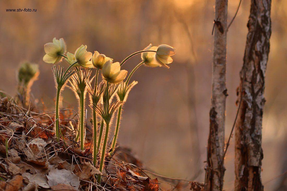 природа, весна, вечер, закат, подснежники, сон-трава, прострелы, лес, Sokolova Tatiana