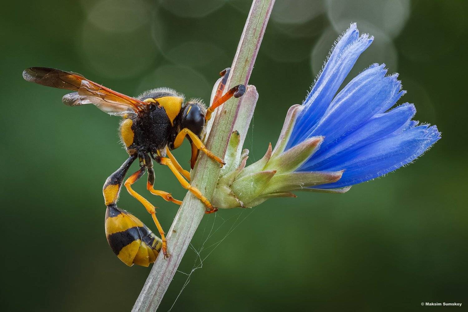 макро,стекинг,вега-11у, Максим Сумской