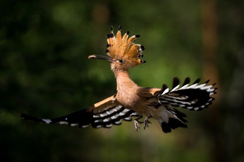 Парит наш удод. фото превью
