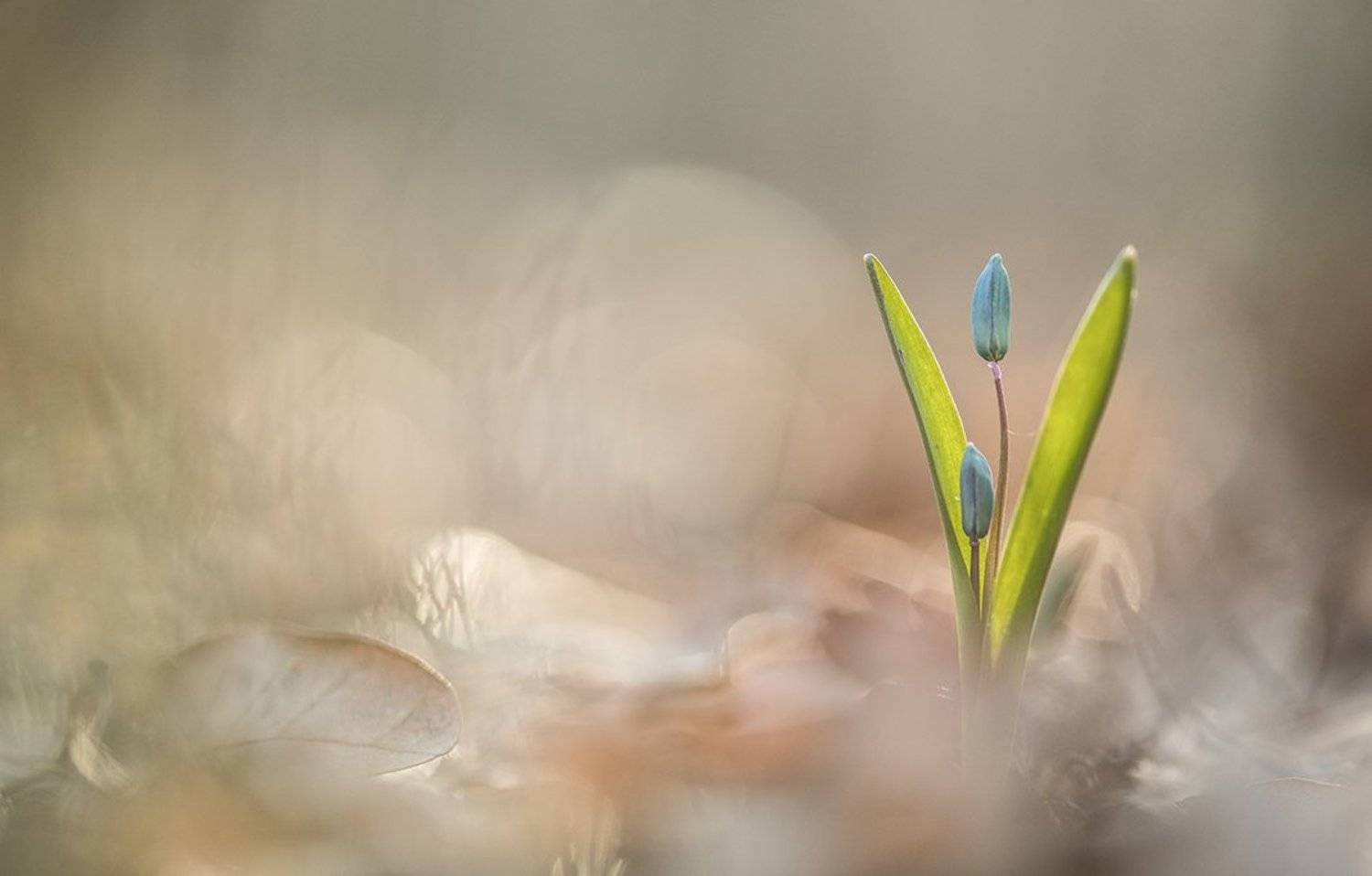 пролески, первоцветы, свет, цвет,март, весна, позитив, геннадий мещеряков, воронеж,, Геннадий Мещеряков