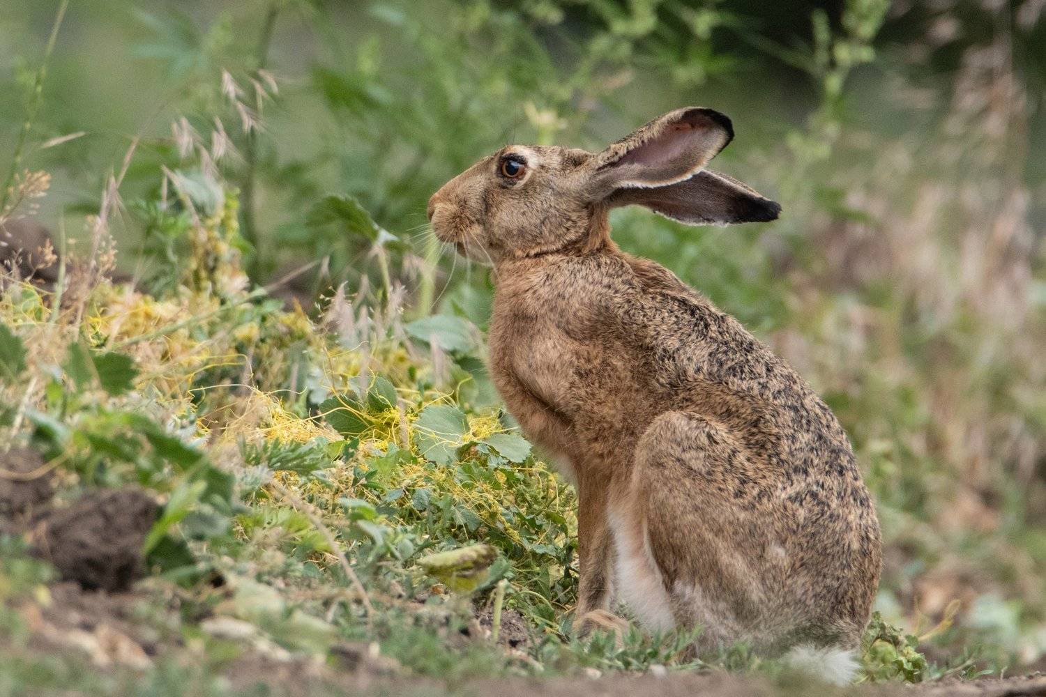 заяц, природа, животные, Цветков Сергей