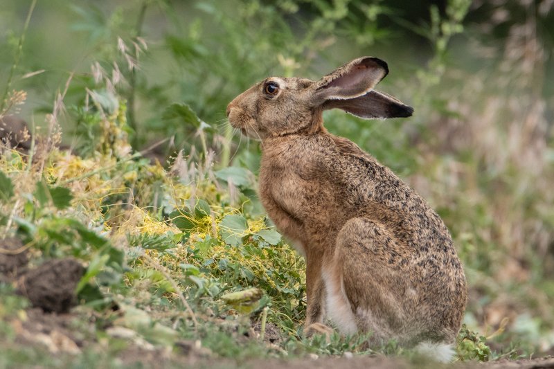 заяц, природа, животные Кто меня оторвал от завтрака? фото превью