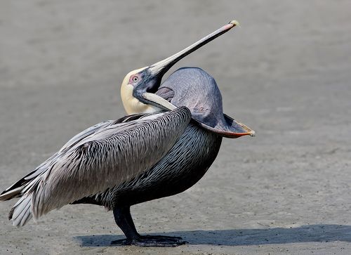 Brown Pelican - Американский бурый пеликан