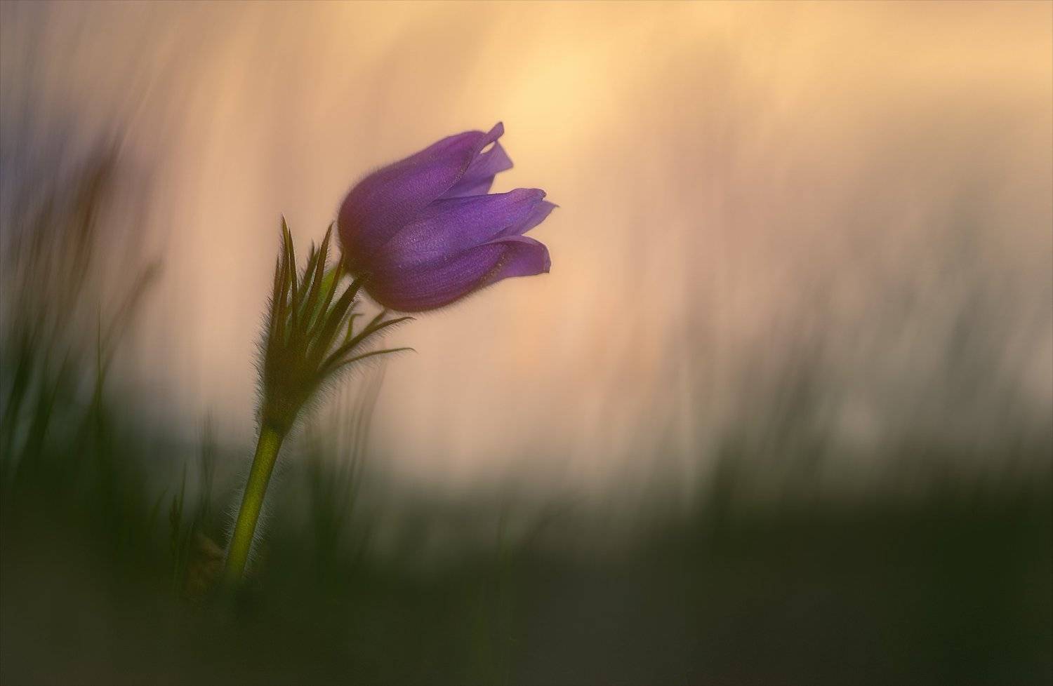 , Алексей Богорянов