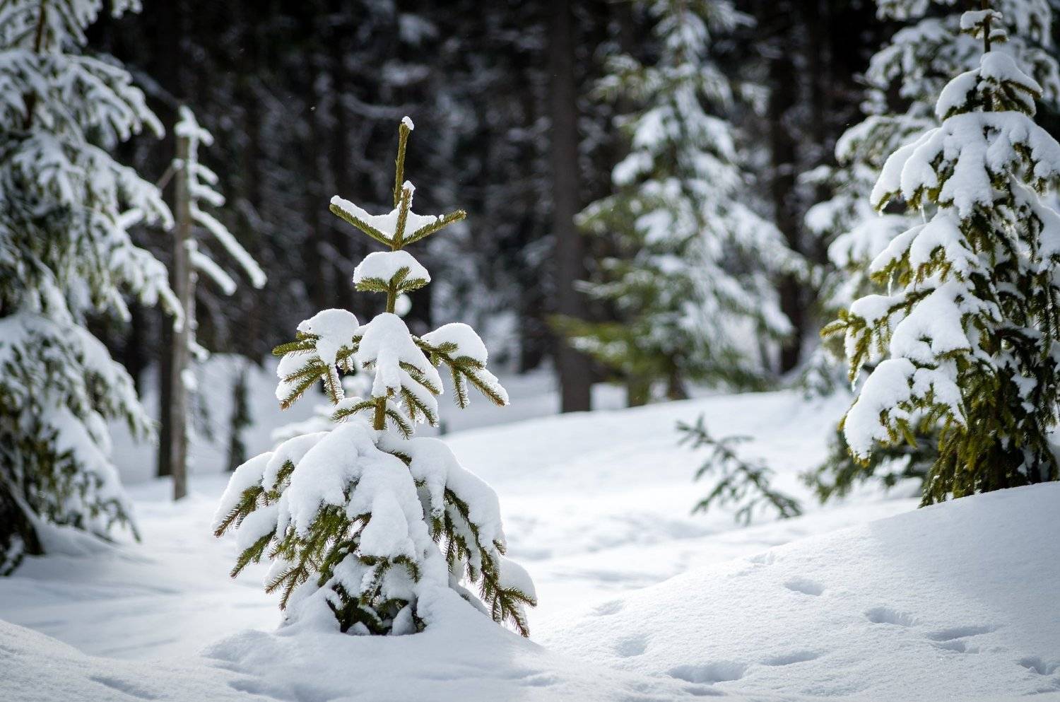 , Maciej Werbliński