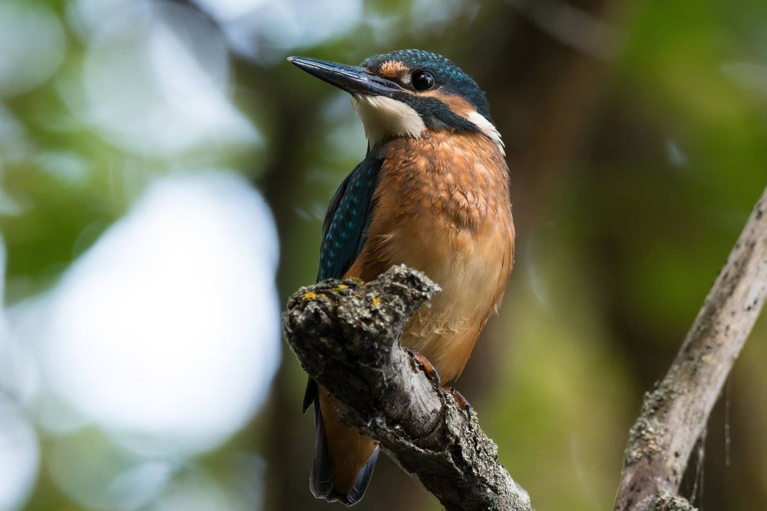 зимородок, kingfisher, птица, Антон Мостовенко