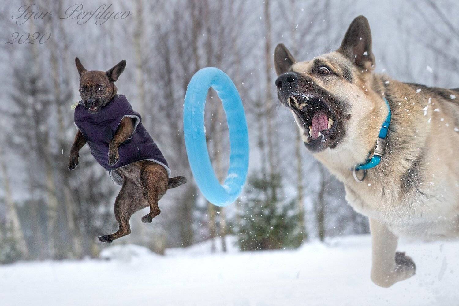 , игорь перфильев