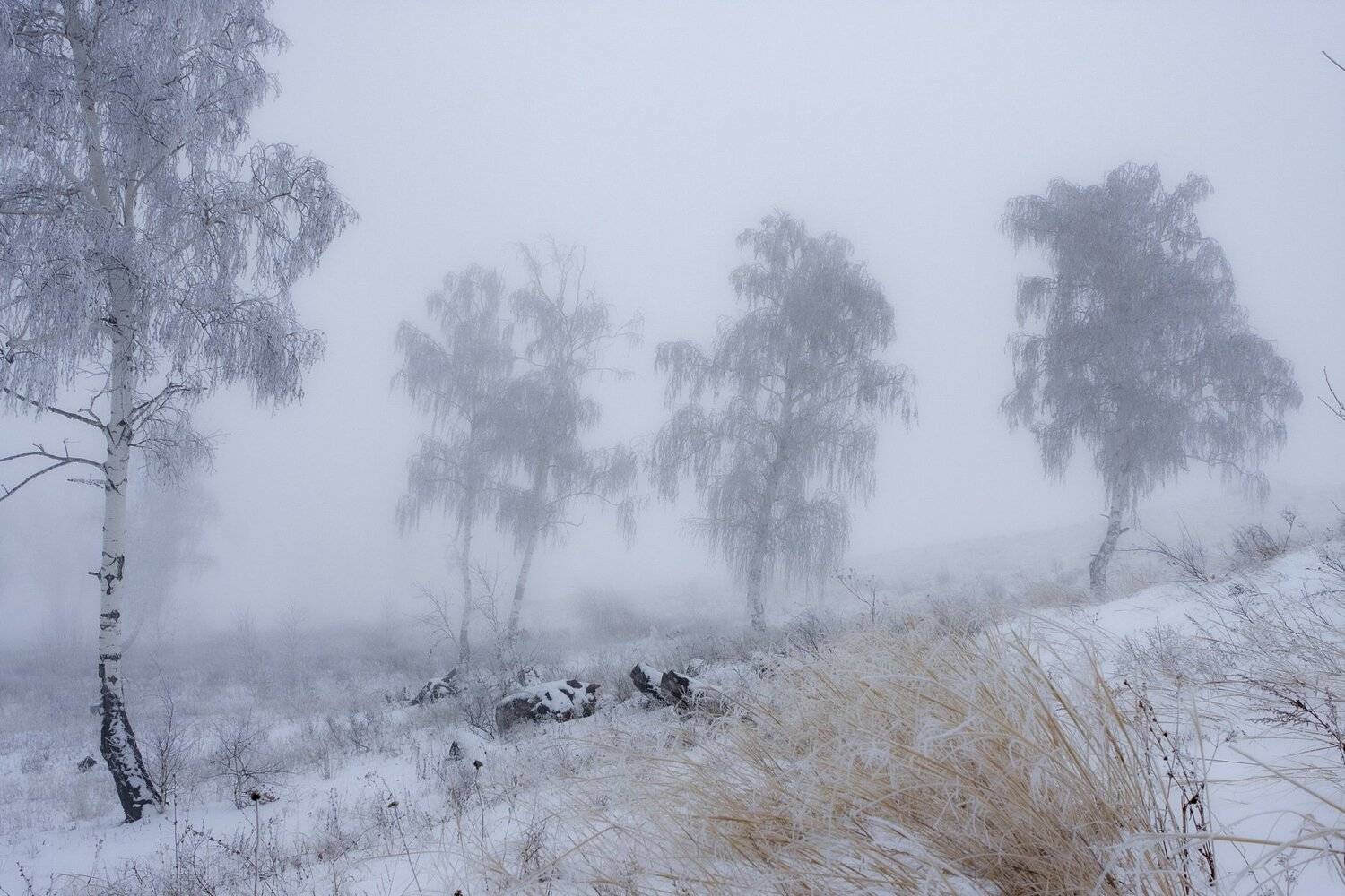 туман, петр чиков