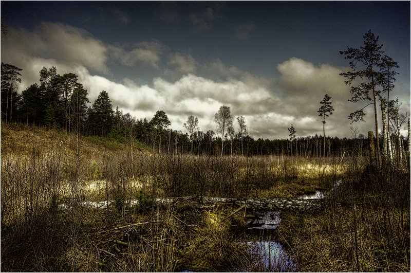 Болото. фото превью