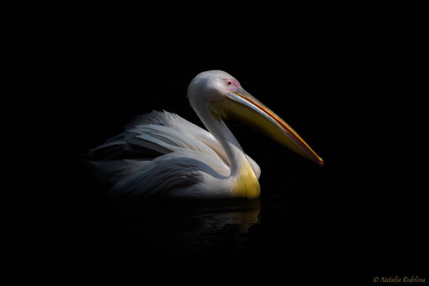 плюмерия,пеликан,птица,природа,животные,озеро,настроение,темнота,птицы,свет,тень, Наталья Рублина