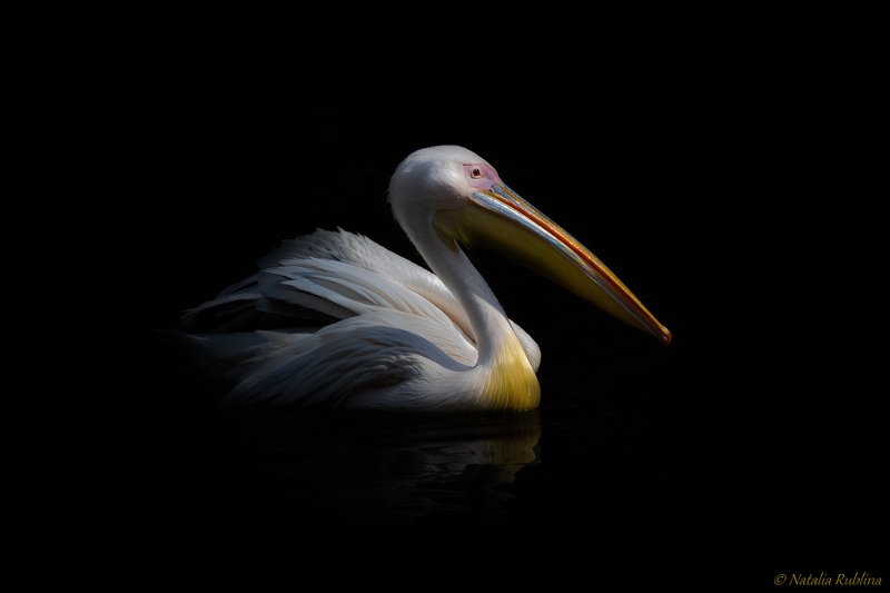 плюмерия,пеликан,птица,природа,животные,озеро,настроение,темнота,птицы,свет,тень Плюмерия... фото превью