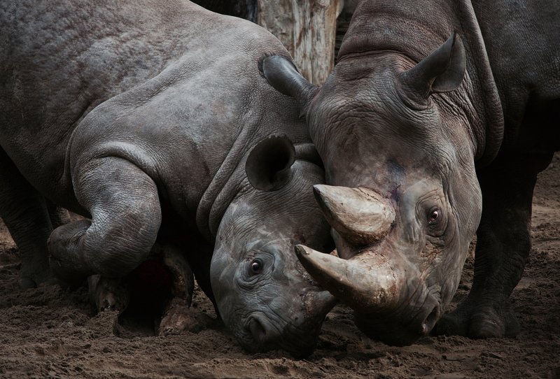 rhino, wildlife family фото превью