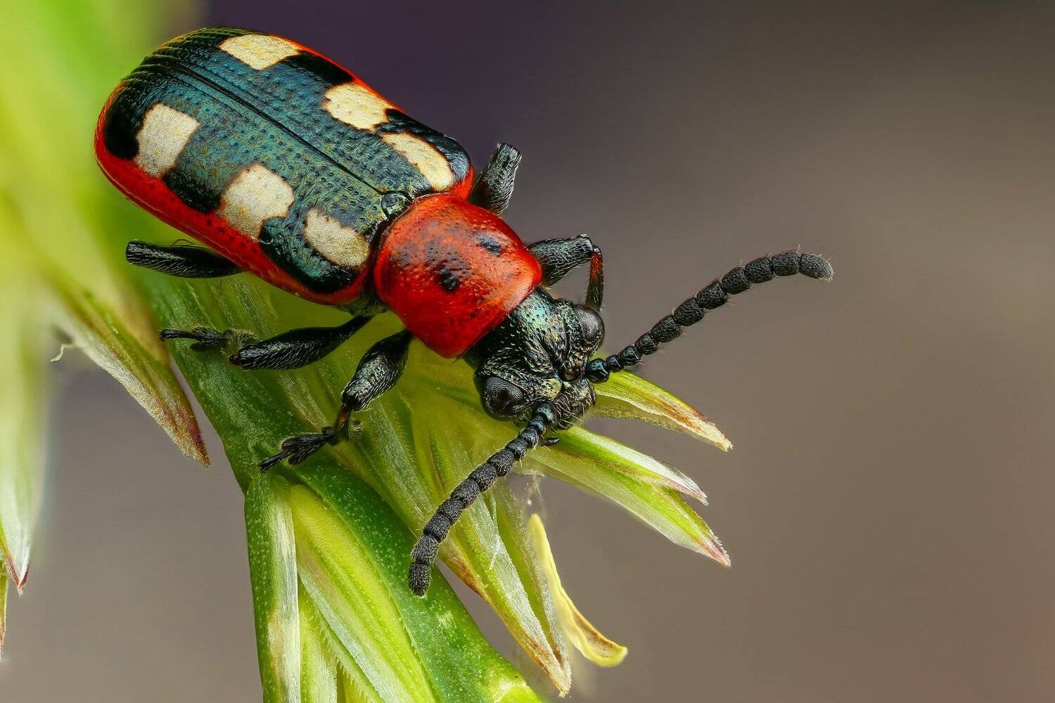 жук,макро,природа,усы,цвет,зеленый,растение, Андрей Шаповалов