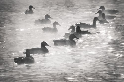 Утки в тумане