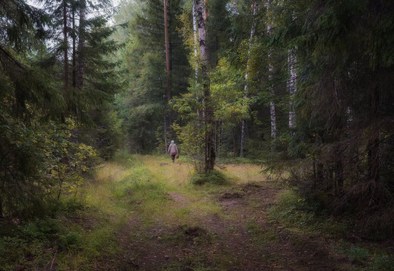 лес, бабушка, бор, дорога, тропинка, утро, чаща, корзинка, грибы, пасмурно, сосны, елки, трава, осень, сентябрь, август С бабушкой по грибы фото превью