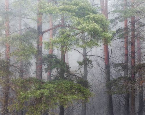 Сосновый лес