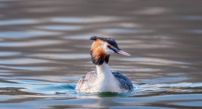 ИЗ ЖИЗНИ ЧОМГ фото превью