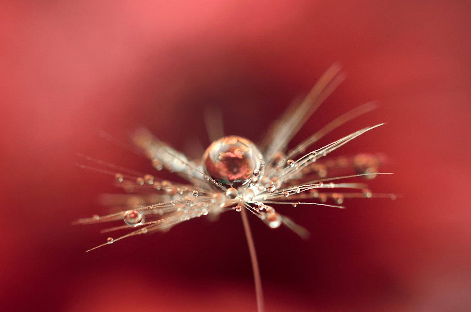 макро, капля, пушинка, цвет, макро мир, макросъемка, красное, вода,, Эля Draw